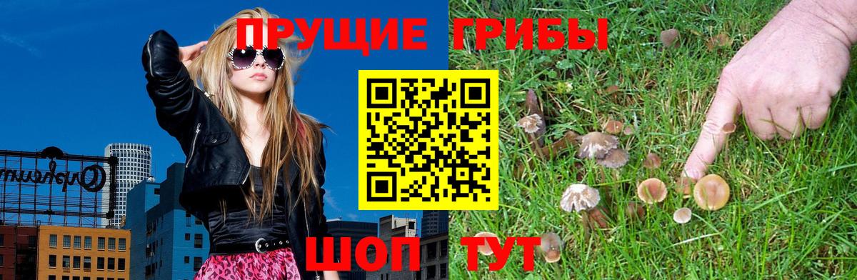 Псилоцибиновые грибы Cubensis  Вход с VPN  Новоалтайск 